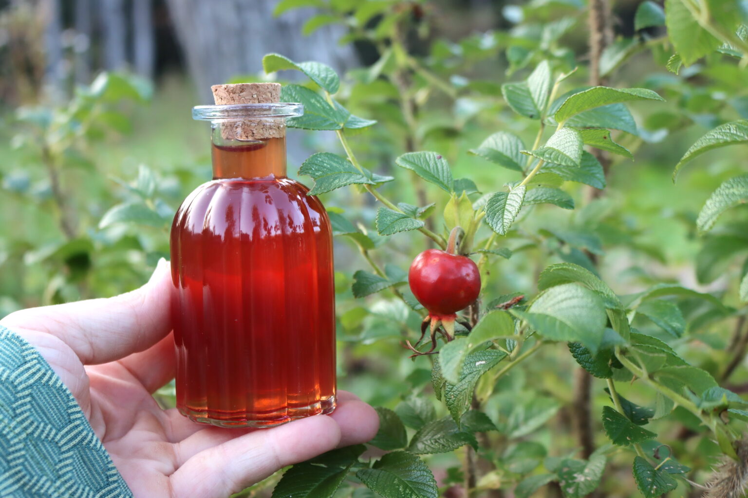 Rose Hip Syrup